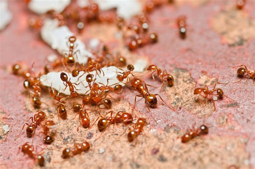 Manipulation et survie, quand les fourmis tuent leur propre mère | RTS