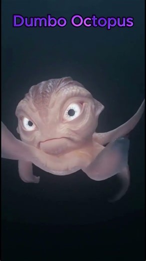 Dumbo Octopus
