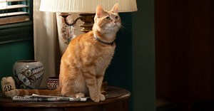 Captain Marvels Katze Goose: Der Flerken kehrt in „The Marvels“ zurück – mit niedlicher Überraschung