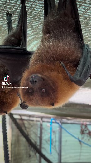 We’re continuing to ramp up to the Florida Bat Festival with the Rodrigues Flying Foxes! 🎃🦇 Join us on October 21st from 10am-5pm to celebrate bats! 🦇🦇 | Lubee Bat Conservancy