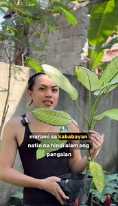 35K views · 364 reactions | ito ay tinatawag sa Common name na Dumbcane #Tropicalplant #plant #tips | Mark of the Jungle Plants | Facebook