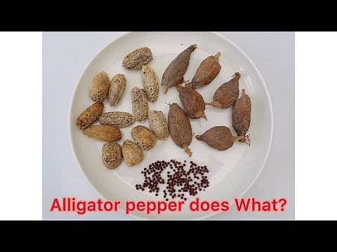 ALLIGATOR PEPPER || HOW I USE IT