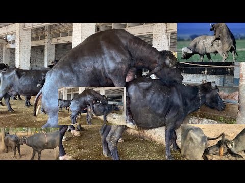Buffalo vs Wolves Breeding Season Survival Battle Wildlife Documentary