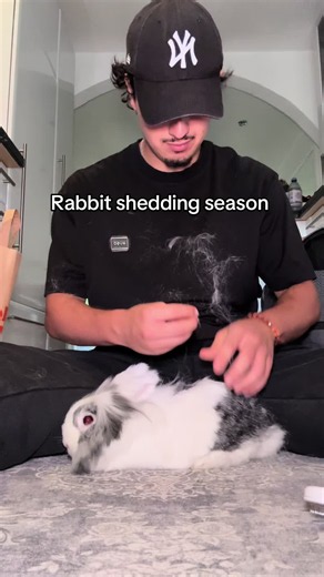Rabbit Shedding Season: How to Manage Fur and Keep Your Bunny Comfortable