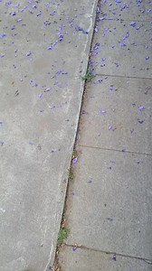 14K views · 289 reactions | jacaranda tree doing it's thing #garden #gardenlife #garden #gardening #flowers #gardeninspiration #nature #gardendesign #gardenlove #plants #gardens #mygarden #gardener #gardensofinstagram #growyourownfood #growyourown #flower #instagarden #naturephotography #plantsofinstagram #homegrown #flowersofinstagram #organicgardening #dg #vegetablegarden #greenthumb #flowerstagram #gardenersofinstagram #green #tr #organic | My Backyard Gardening | Facebook