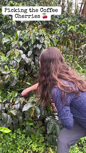 Keepingupwiththecoffeeguy on TikTok