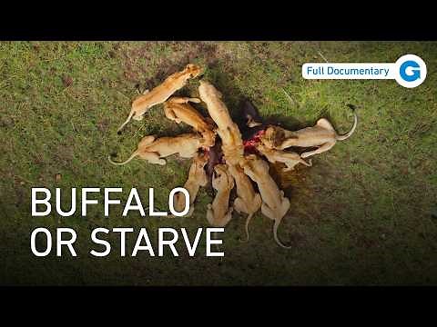 Lions vs Buffalo: The Brutal Battle for Africa’s Grasslands | Full Wildlife Documentary