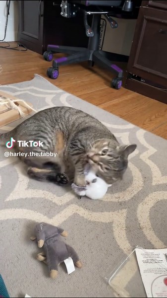 #fatcatsoftiktok #harleythetabby #hilariouspetstiktoktv #viralcats #funnycats