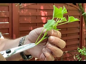 TOUT SUR LES BOUTURES DE GÉRANIUMS ET DE FUCHSIAS (émission Jardiner ça fait du bien N°5)