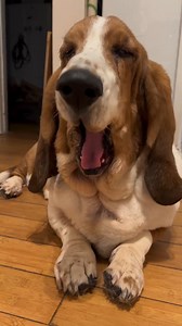 The laziest yawn is a Basset yawn .. #bassethoundcommunity #dog #bassethoundlife #bassethound #bassethoundlove #bassethoundmoments #virals #bassethoundpuppy #bassethounds #bassethoundsofinstagram | Basset Hound Lover