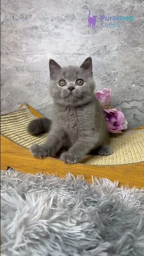 Adopt Stella: The Blue British Shorthair Kitten 💙 Cozy & Calm Companion! #BritishShorthair
