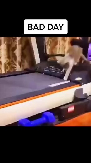 #funny #wee #animals #dog #badday