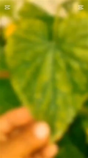 Cucumber crop main patton par brown spots ka masla ###### Farmers ke liye useful info ✅ 👉 Like karein 👉 Share karein 👉 Follow for daily agri tips cucumber #cucumberdisease #farmerspakistan #agritips #vegetablefarming #cropcare