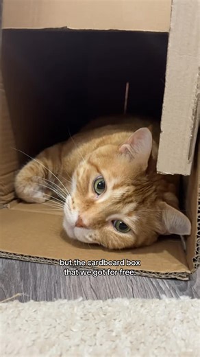 chicken the cat | The more crappy, the more they like it #catsofinstagram #catstagram #cats #petsofinstagram #catlife | Instagram