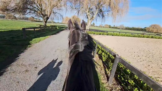 Perfect Pedro enjoying his first hacking adventure last week. A quiet wander round the lanes and paddocks and a quick splash in the puddle. 🌟 | EventStars Ltd
