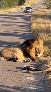 #gladyssafaris #wildlife #nature #naturephotography #adventure #wildlifephotography #discovery