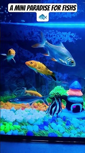 #aquascape #fish #terrarium #knowledge #aquariumfish #animals #facts #planetaquarium