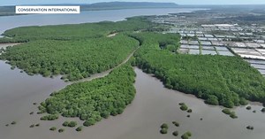New shrimp farming method could help preserve mangroves around the world