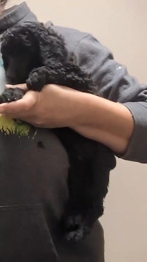 31K views · 740 reactions | How long does it take to groom 14...