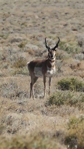 Pronghorn: The Second Fastest Land Animal on Earth #documentary