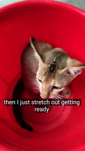 kitten in the bucket #cat video