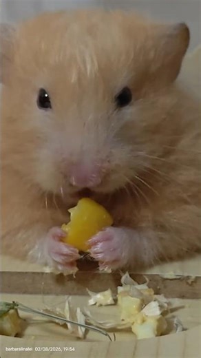 The teddy bear hamster is also known as a long haired Syrian hamster