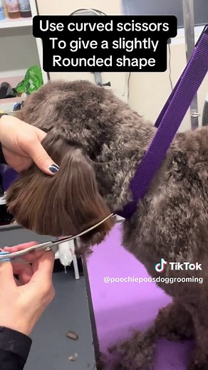 Essential Cockapoo Ear Trim Tips