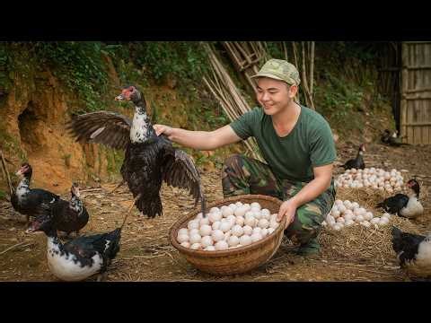 Collecting Black Duck Eggs from Nests - The Number of Eggs Collected Was Surprisingly Large
