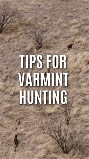 Ekdahl Real Estate on Instagram: "Check out these varmint hunting tips for West Texas landowners! • Know high-traffic areas • Hunt with the wind • Focus on water sources • Time hunts for peak movement • Manage pressure responsibly Read the full blog on our website! LINK IN BIO #varmint #Hunting #Blog #Ekdahlrealestate #varminthunting"