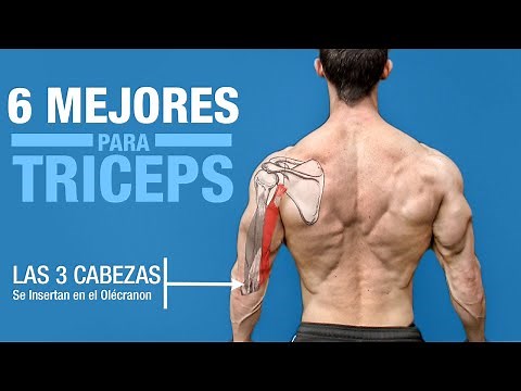 Los 6 MEJORES Ejercicios para TRICEPS ¡Basado en la Anatomía!