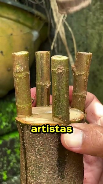 A arte japonesa de Bonsai 🎋🇯🇵