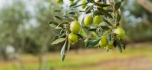 How Does Climate Change Affect Olive Trees? | Al Bawaba