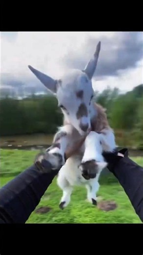 This Tiny Pygmy Goat Thinks Every Animal Is a Playground! 🐐😂❤️