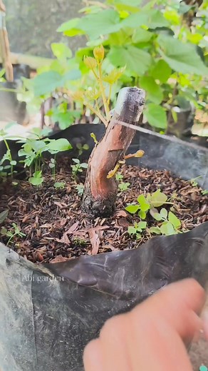 15K views · 361 reactions | Grape grafting technique #fblifestyle #graftingtechniques #grapegrafting #gardening | Abi Garden | Facebook