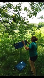 10K views · 180 reactions | No nuc box, no problem. Poke some holes in what you've got and you're good to go! #rescue #beekeeper #beekeeping #beekeeperlife #savethebees #swarm #catch #caught #helpisontheway #saved | Mueller Honey Bee | Facebook