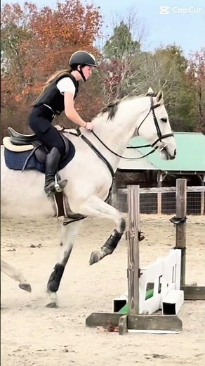 Splitz is so cute im postinf my favs for both of the barn from last weekend