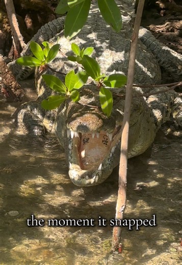 Surviving a Crocodile Encounter: Terrifying Moment