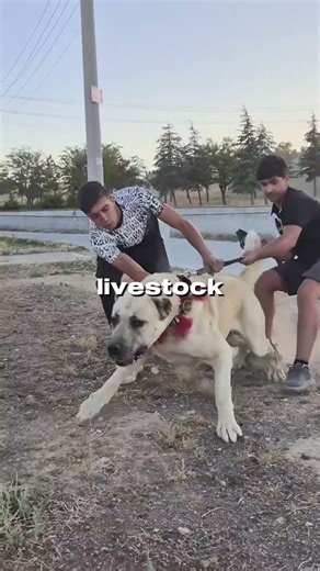 Top 5 Most Powerful Guard Dogs on Earth (Who’s #1?)