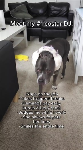 Everyone, meet Dj! Will work for treats (maybe) and is so cute I forgive her for falling asleep every video 😆 Do you have any pets? I’d love to see photos in the comments! If you want to see more of her, hop on the Mozaik app! 🔗🎥🌟Link in bio #mozaik_inc #minimovie #dogactor #filmtok #wemakemovies