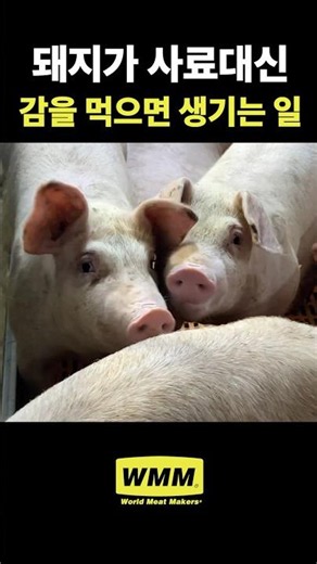What happens when you feed pigs persimmons instead of feed #shorts #WorldMeatMakers
