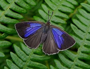 Purple hairstreak - Alchetron, The Free Social Encyclopedia