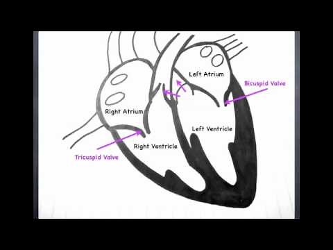 6.2.1 Heart Structure
