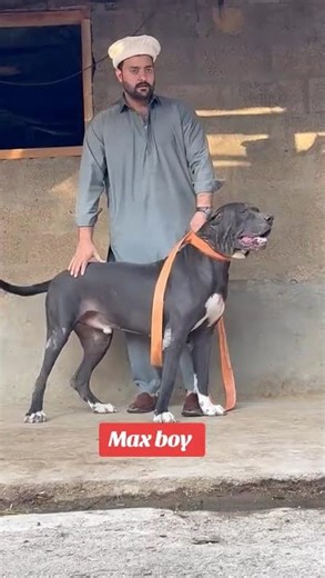 #bullykutta #pakistanibullykutta #doglover #dog