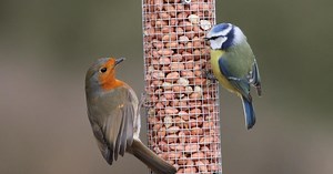 How to feed birds in your garden