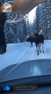 POV: This moose was NOT in the mood for traffic. I thought it was bluffing, then it actually kicked my car. You can see the dent. #wildlife #WildAnimalEncounters #MooseAttack #BullMoose #Taiga #RoadRage #Russia #Kicking | Wild Animal Encounters