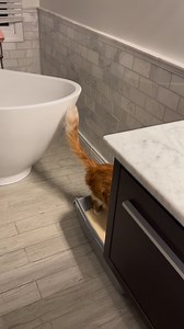 106K views · 2K reactions | Walter enters the litter box exclusively by launching, either off the counter or off the tub, as featured here. No one knows why. | Cubby and Friends | Facebook