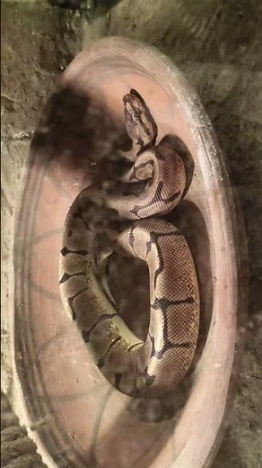 Snake terracotta retreat | Ball pythons cozy bowl 🐍