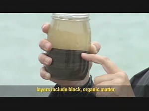 Foraminifera on the Seafloor