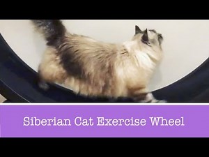 Siberian Cat uses One Fast Cat Wheel