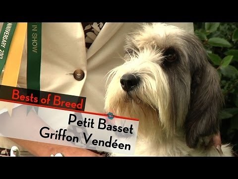 Petit Basset Griffon Vendeen - Bests of Breed